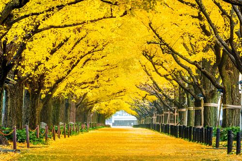 row-yellow-ginkgo-tree-autumn-autumn-park-tokyo-japan.jpg